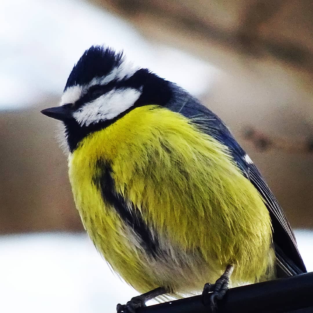 mesange bleu ornithologie