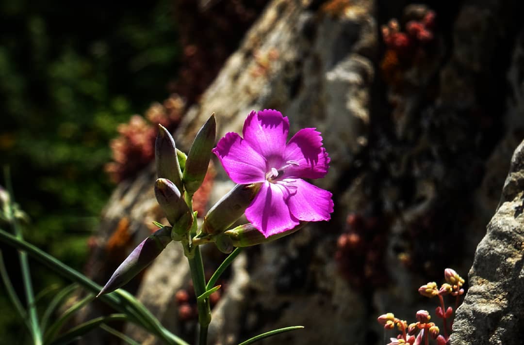 oeillet sauvage des roches botanique