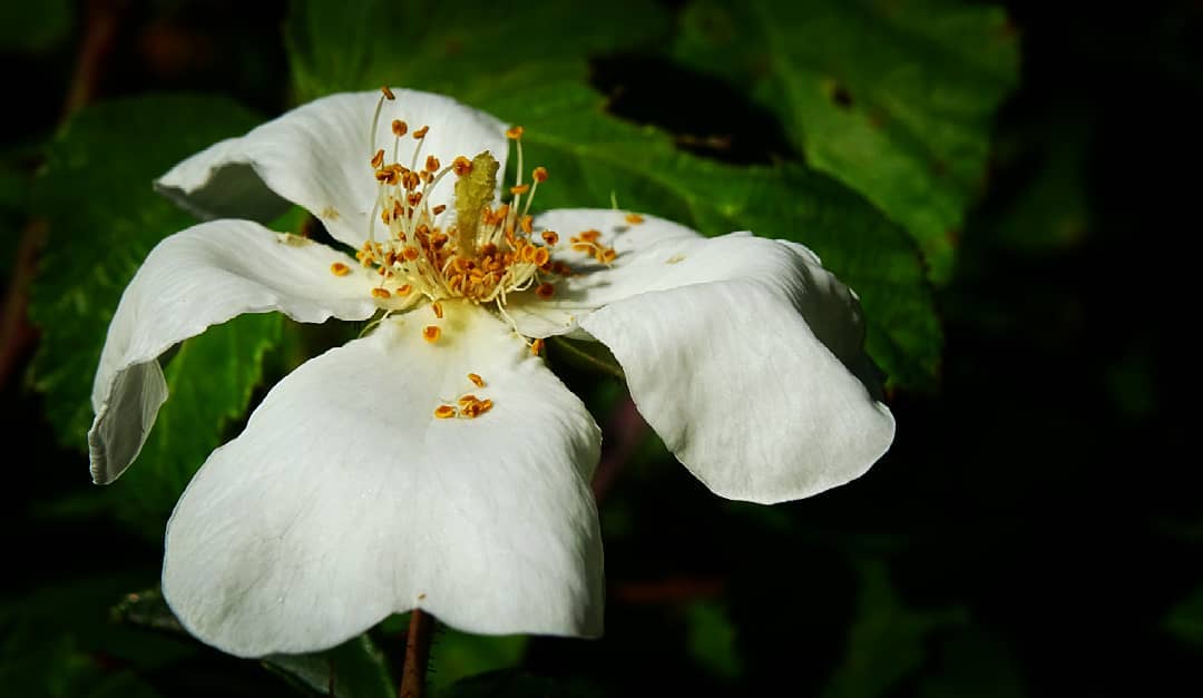 rose sauvage botnique