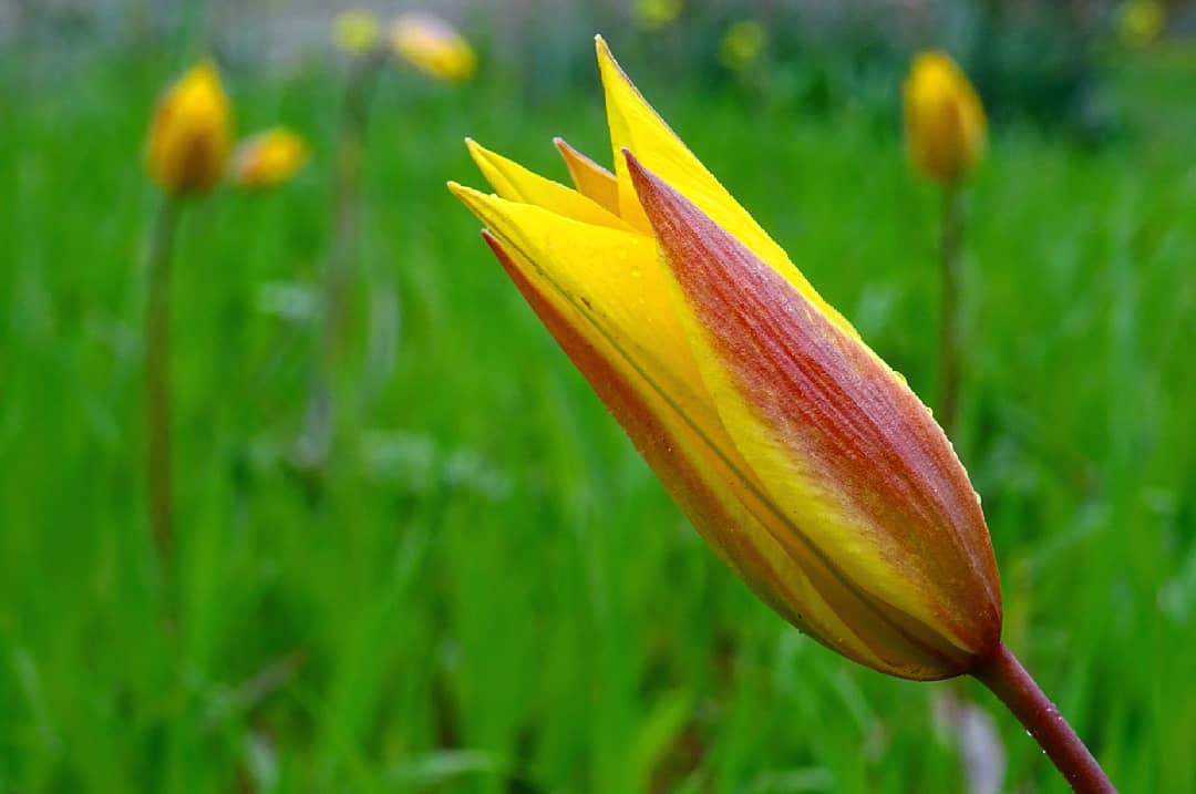 tulipe sauvage botnique